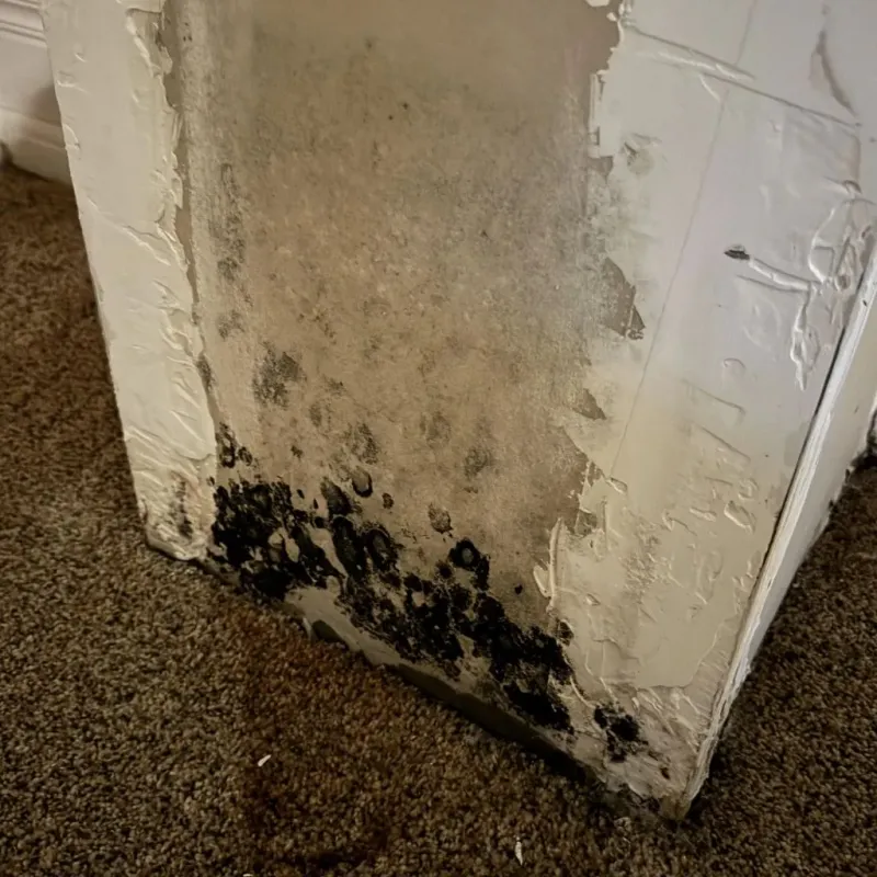 Professional Mold Removal in Freeport, PA
